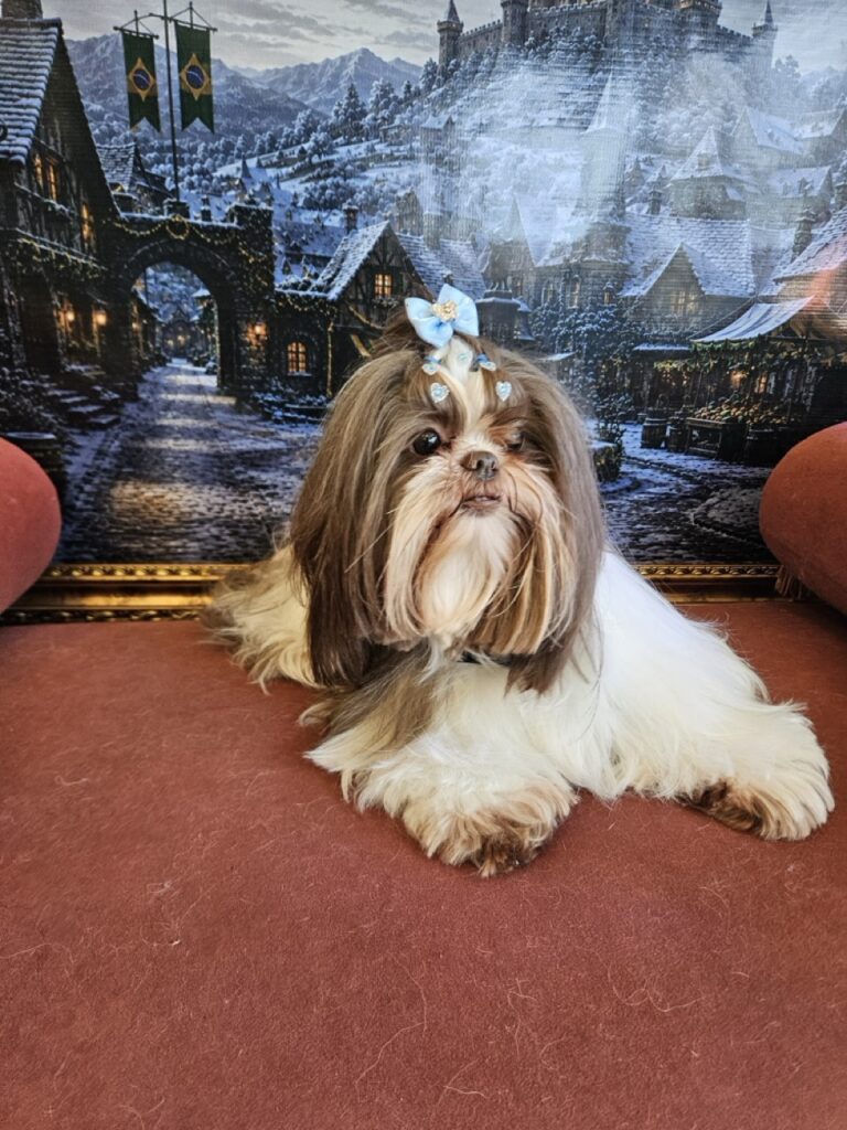 Leia na Realeza Pets, foto 20