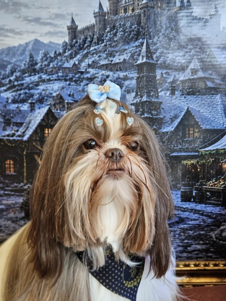 Leia na Realeza Pets, foto 21