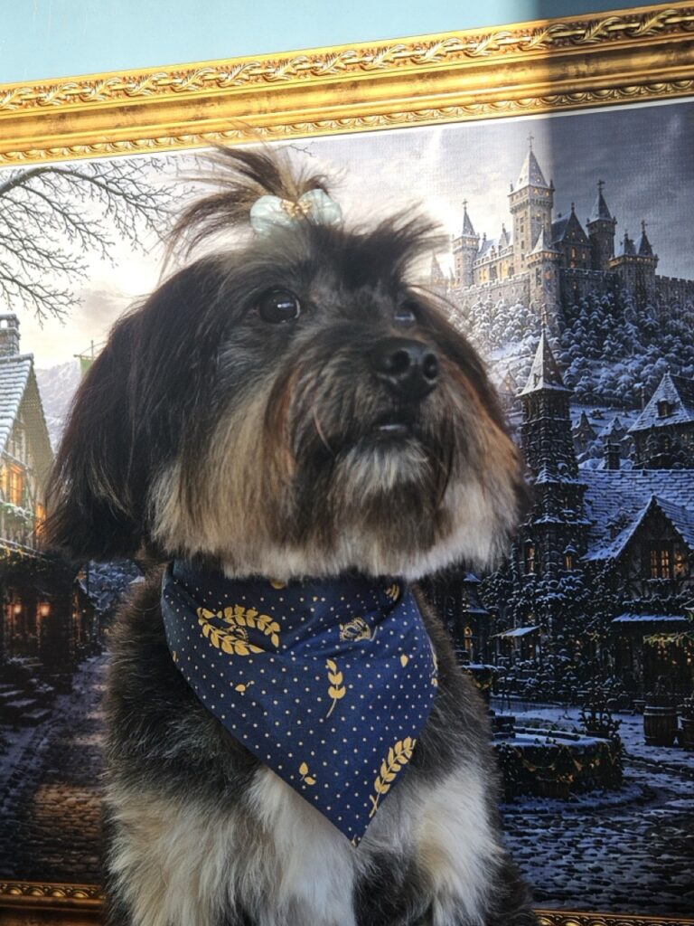 Bradok na Realeza Pets, foto 6