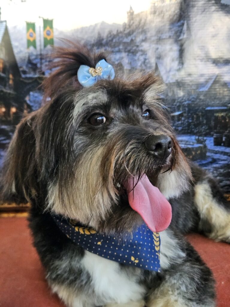 Bradok na Realeza Pets, foto 8
