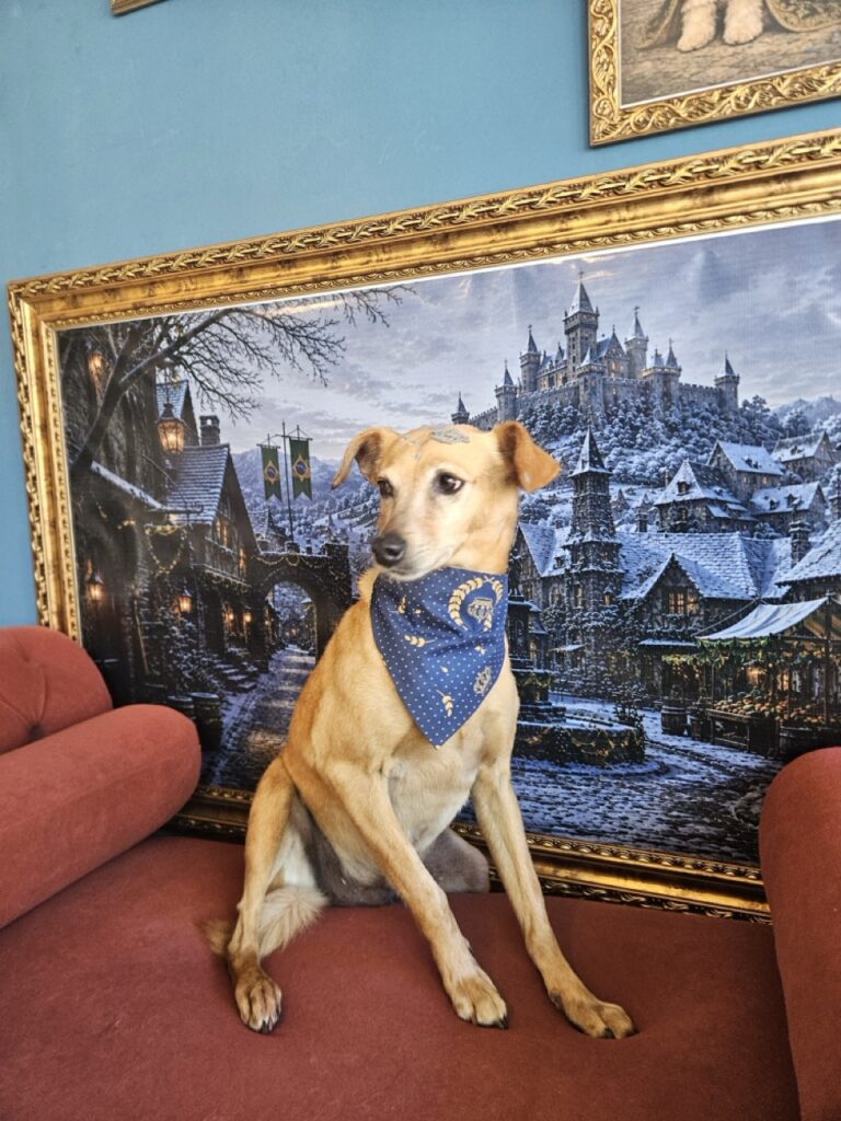 Foto de capa