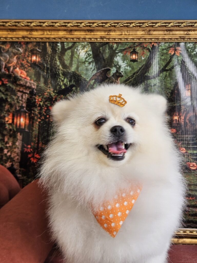 Fred na Realeza Pets, foto 42