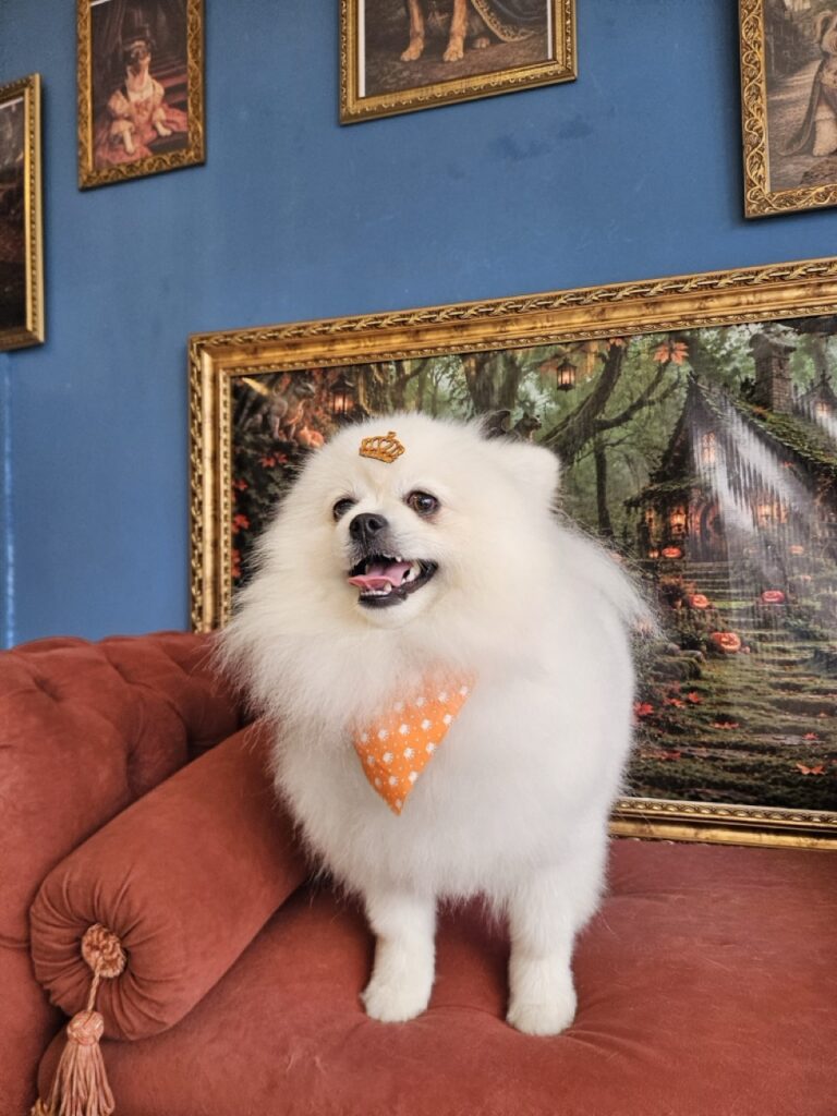 Fred na Realeza Pets, foto 43