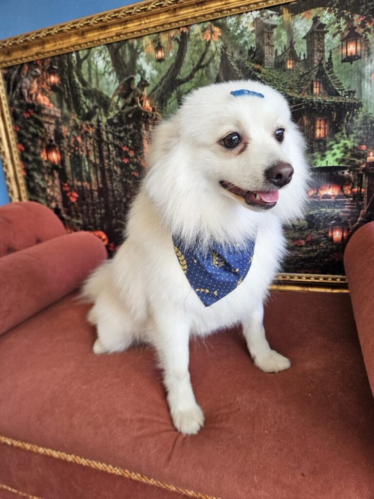 Dior, Spitz atendido na Realeza Pets