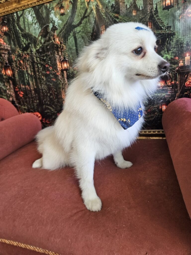 Dior na Realeza Pets, foto 16