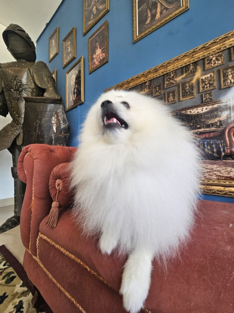 Fred na Realeza Pets, foto 35