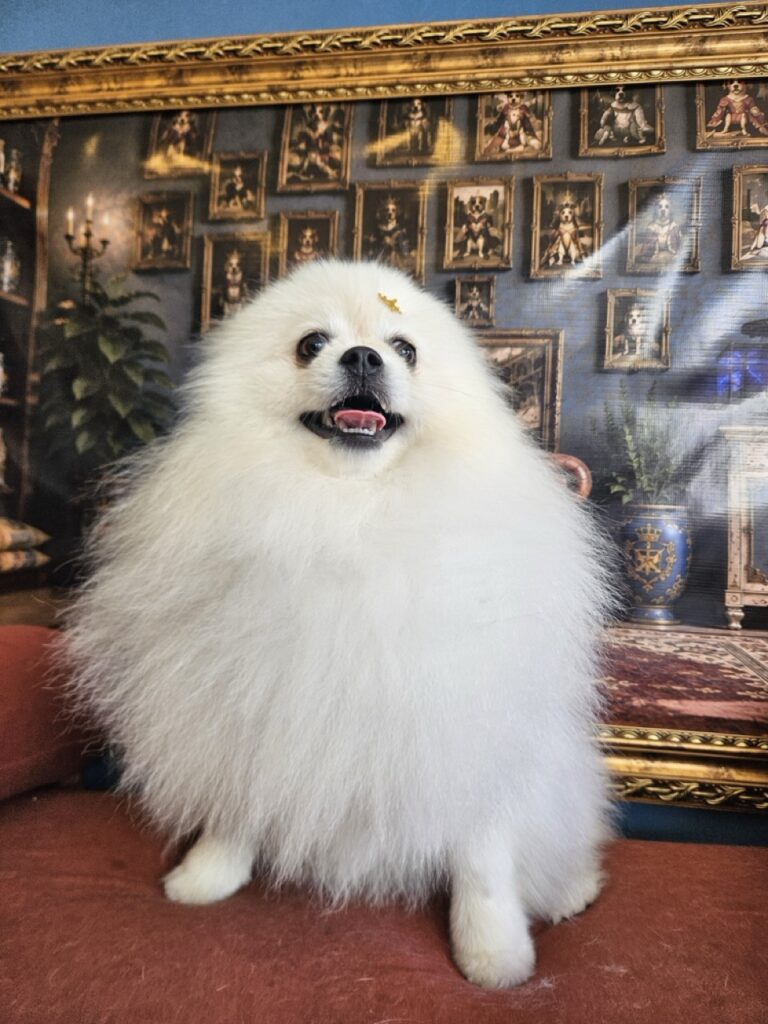 Fred na Realeza Pets, foto 36