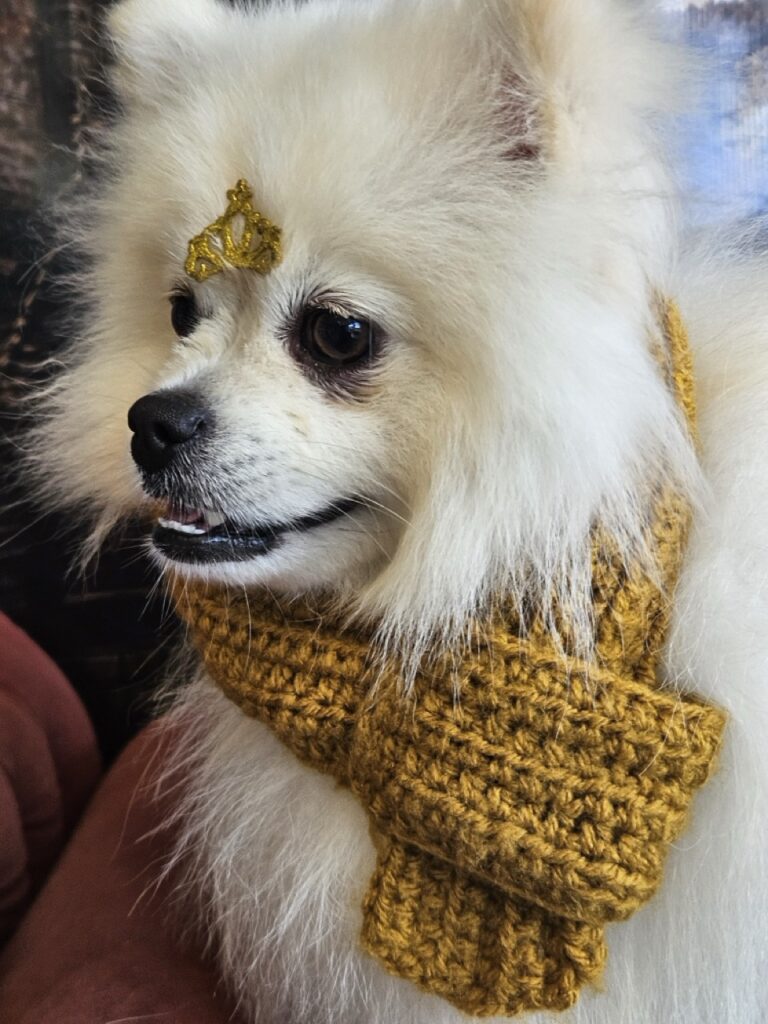 Fred na Realeza Pets, foto 19