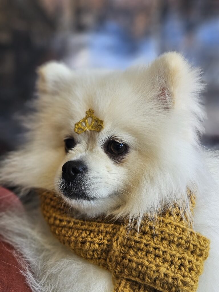 Fred na Realeza Pets, foto 18