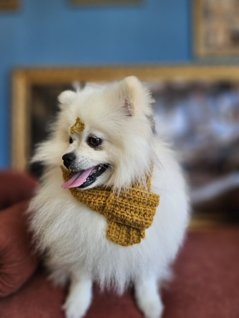Fred na Realeza Pets, foto 17