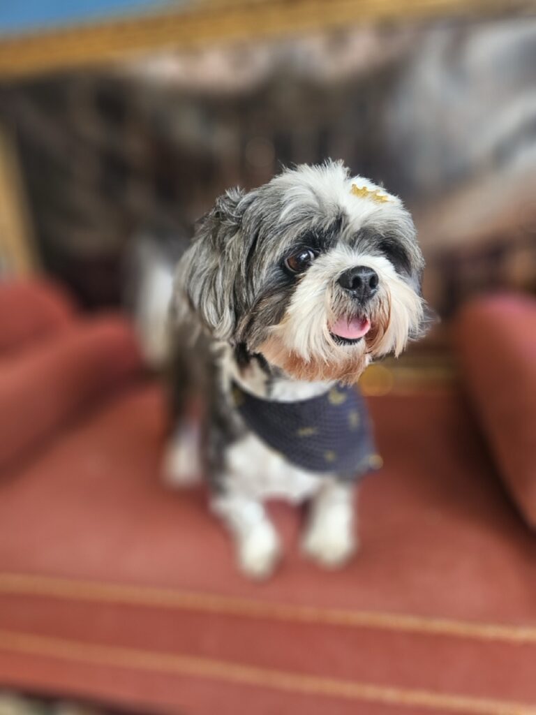 Thor, Shih Tzu atendido na Realeza Pets