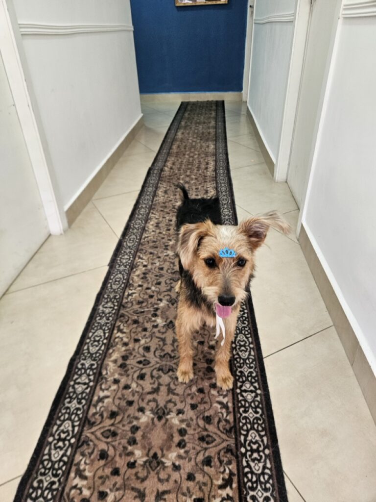 Jorginho na Realeza Pets, foto 11