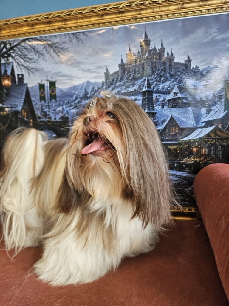 Leia na Realeza Pets, foto 17