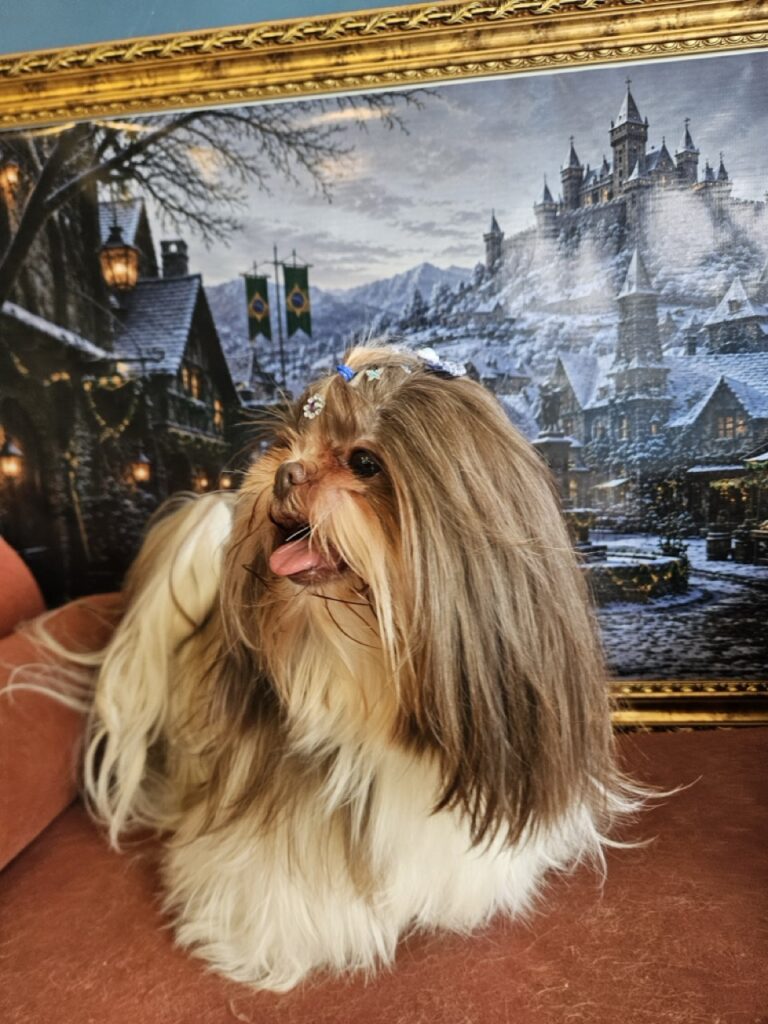 Leia na Realeza Pets, foto 18