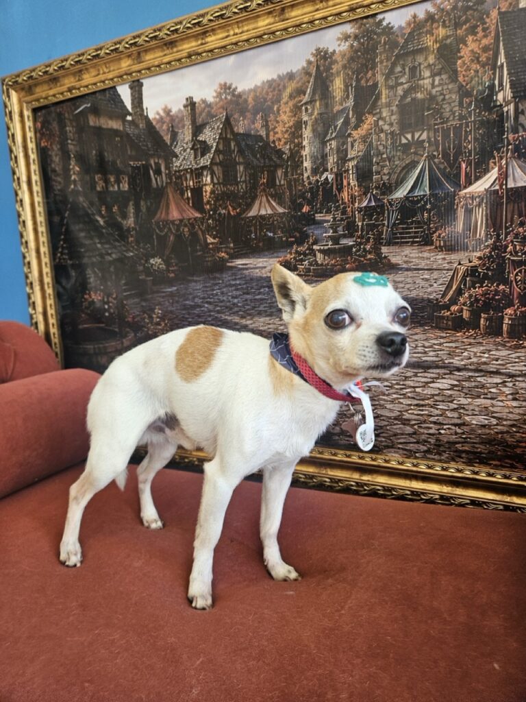 Sami na Realeza Pets, foto 5