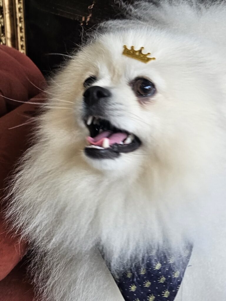 Fred na Realeza Pets, foto 31
