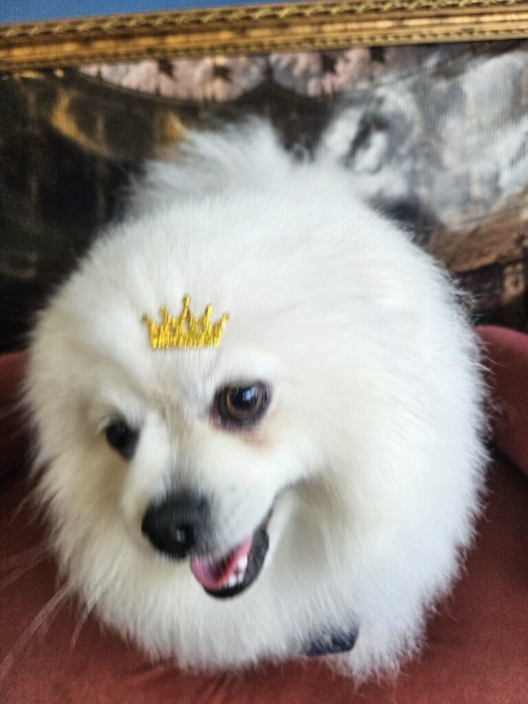 Fred na Realeza Pets, foto 32
