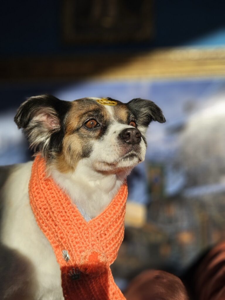 Princesa na Realeza Pets, foto 16