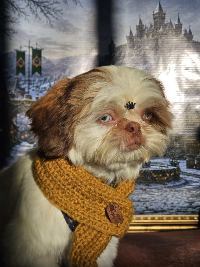 Maylon, Shih Tzu atendido na Realeza Pets