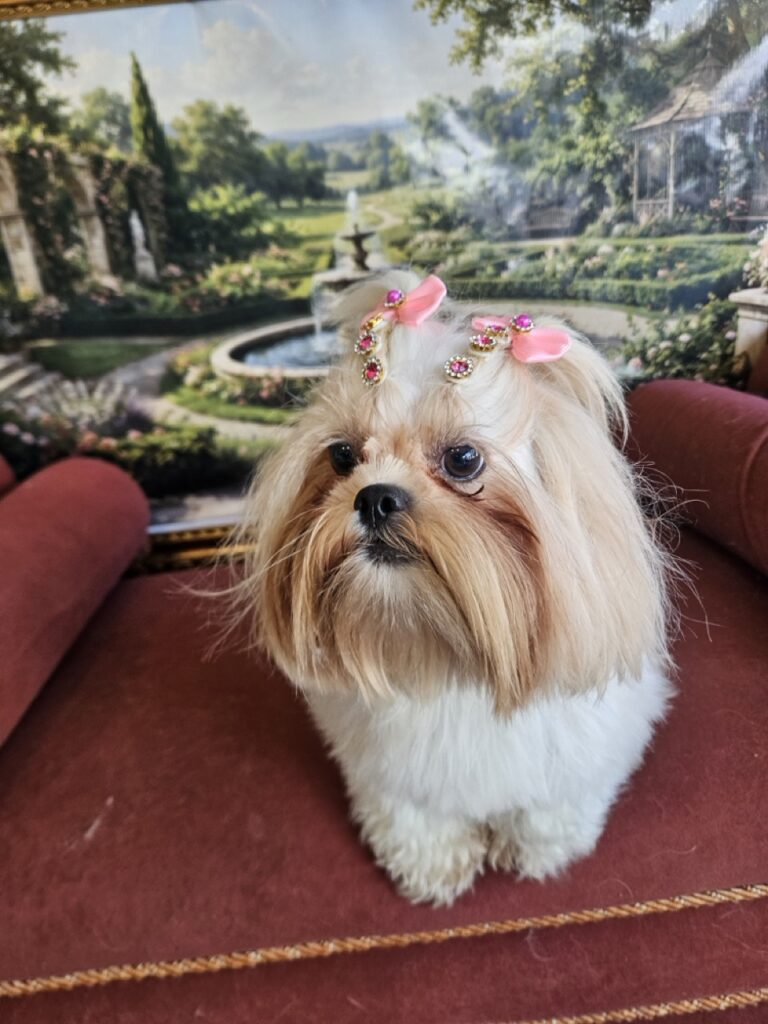 Pupa, Shih Tzu atendido na Realeza Pets