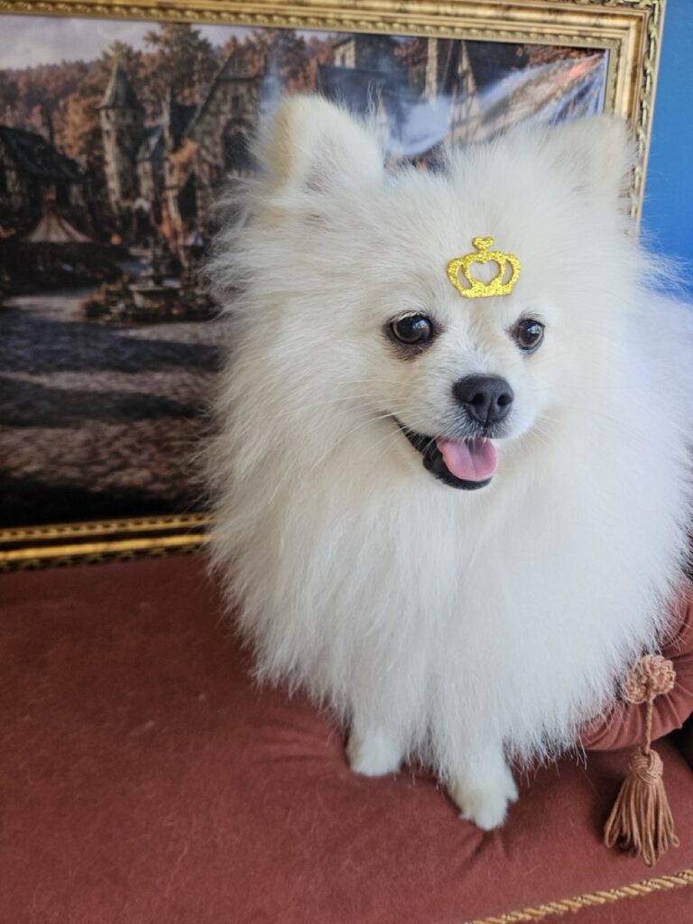 Fred na Realeza Pets, foto 14