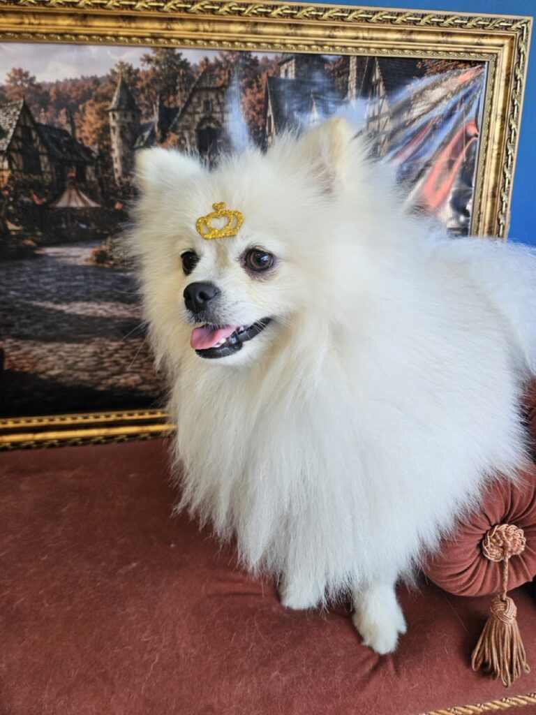 Fred na Realeza Pets, foto 13