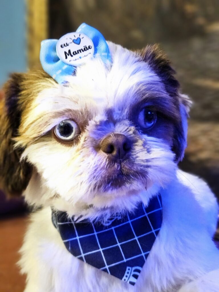 Maylon na Realeza Pets, foto 23