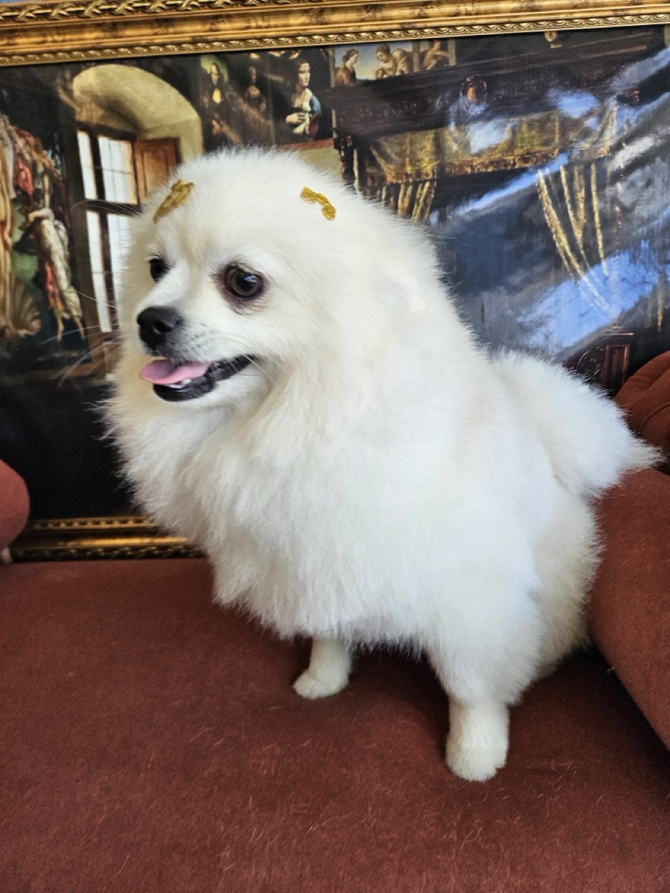 Tosa Tosa da Raça em Fred, Spitz, feita na Realeza Pets