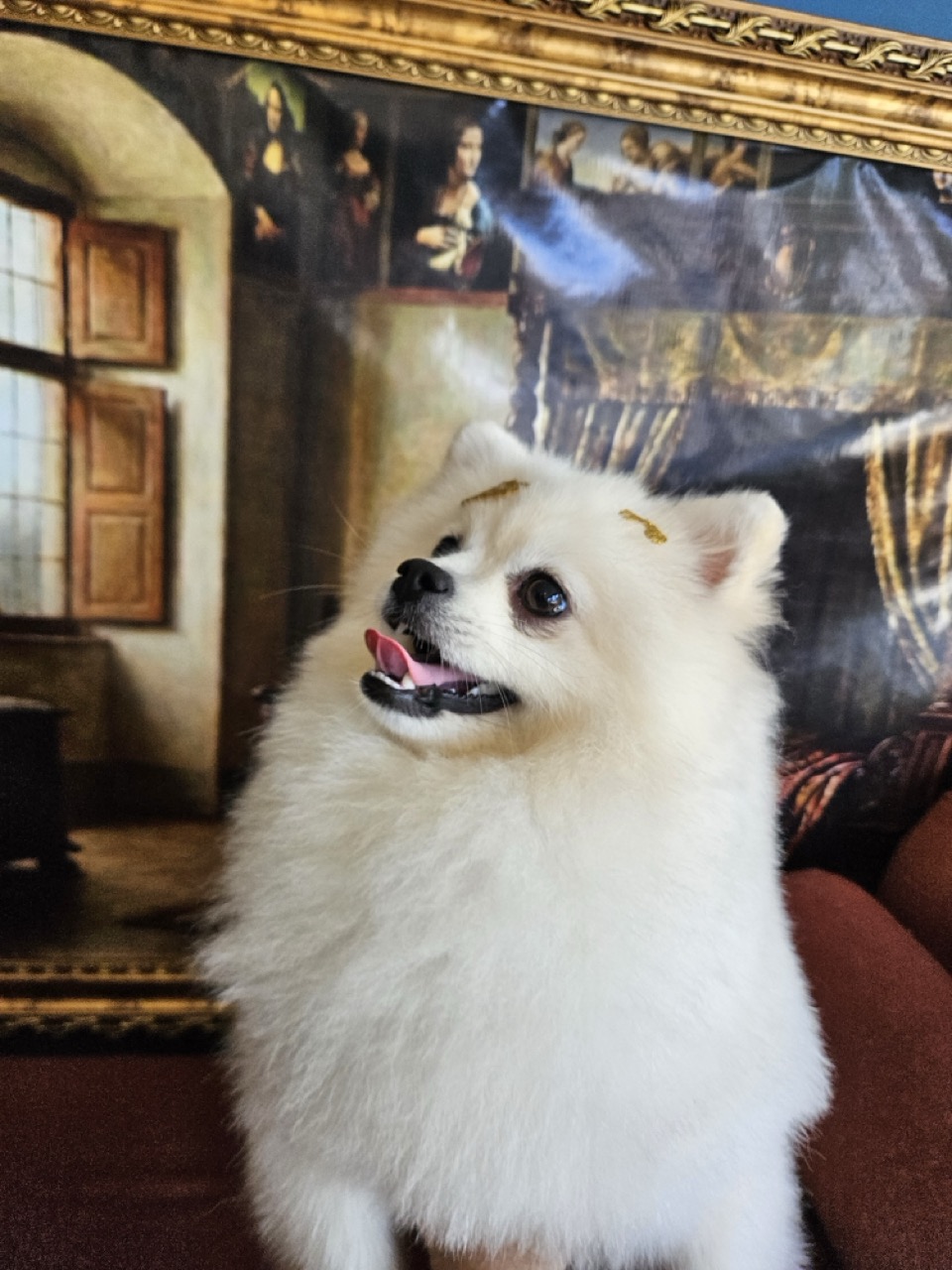 Tosa Tosa da Raça em Fred, Spitz, feita na Realeza Pets