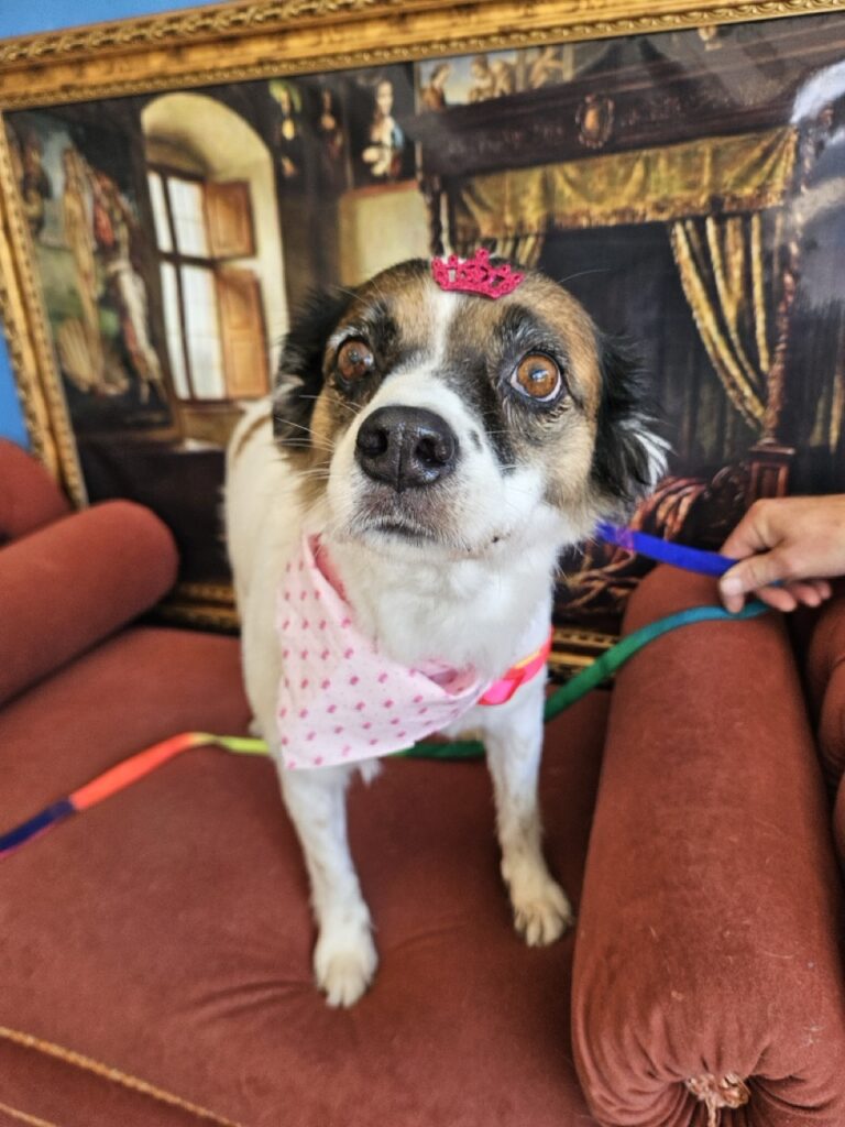 Princesa na Realeza Pets, foto 5