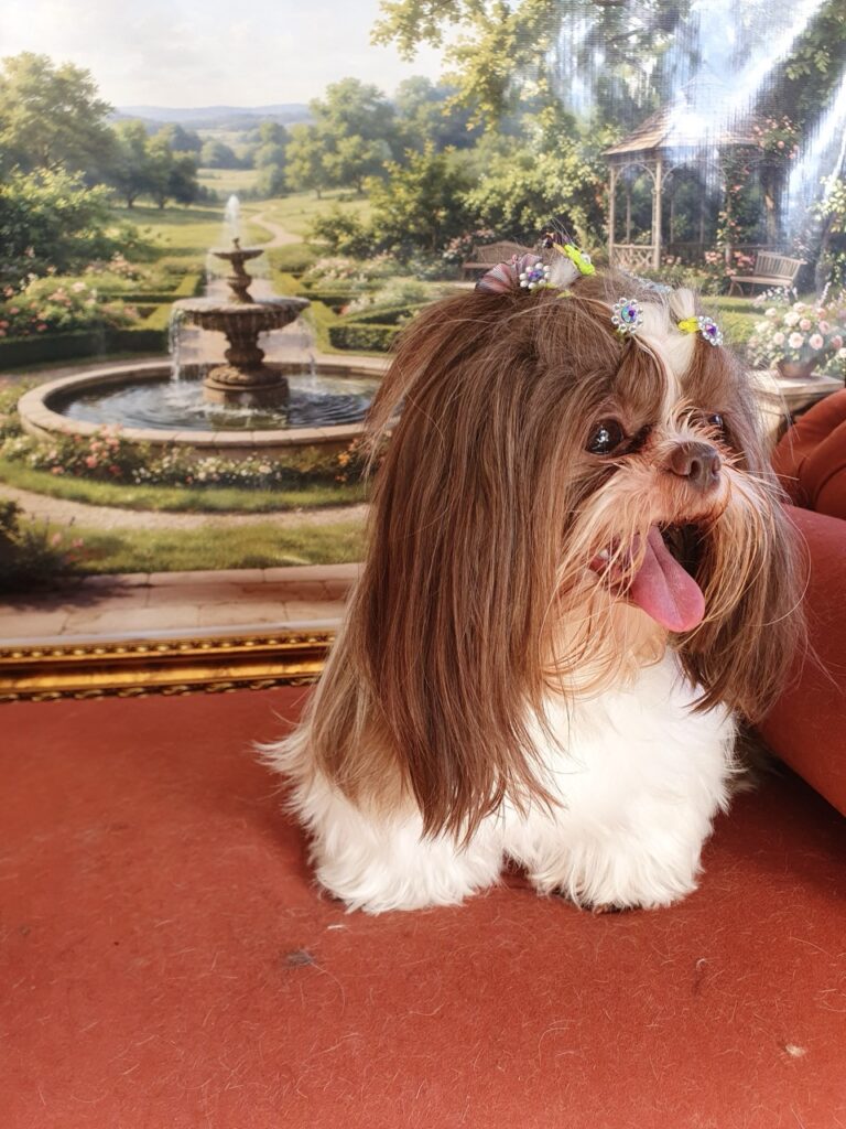 Leia na Realeza Pets, foto 9