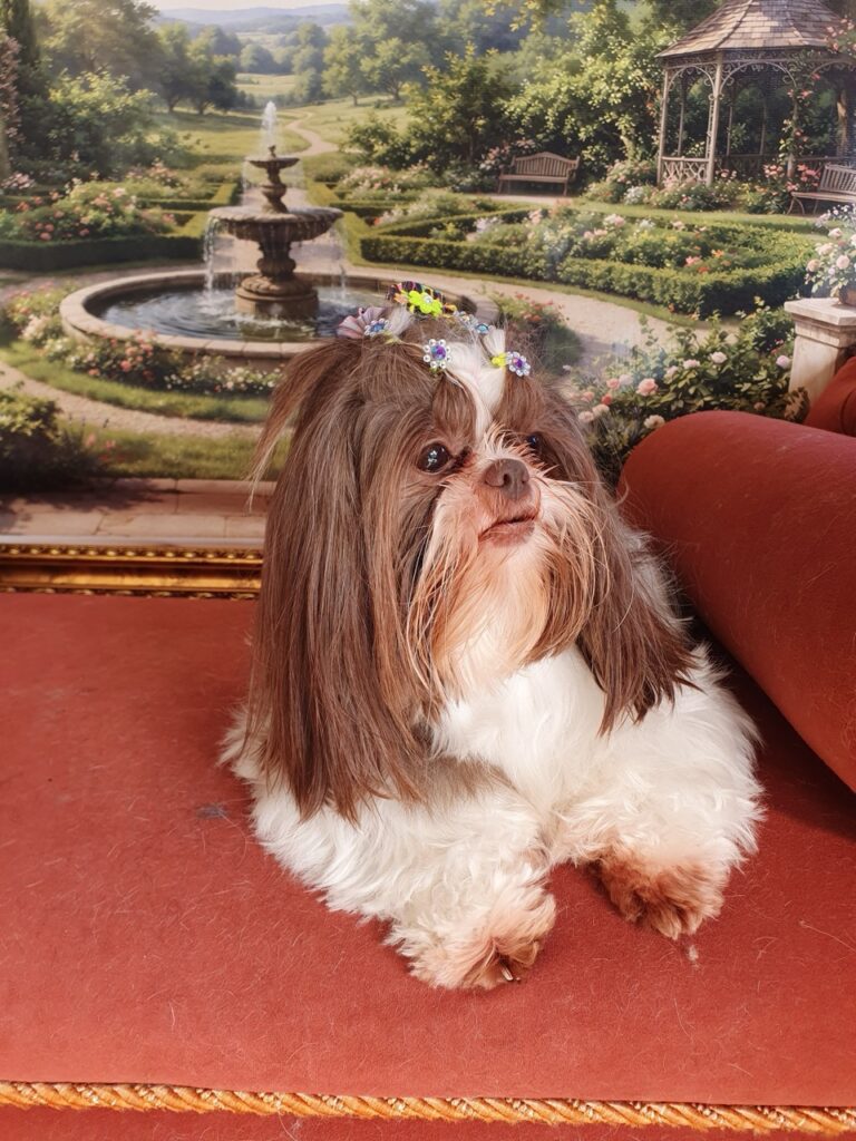 Leia na Realeza Pets, foto 10
