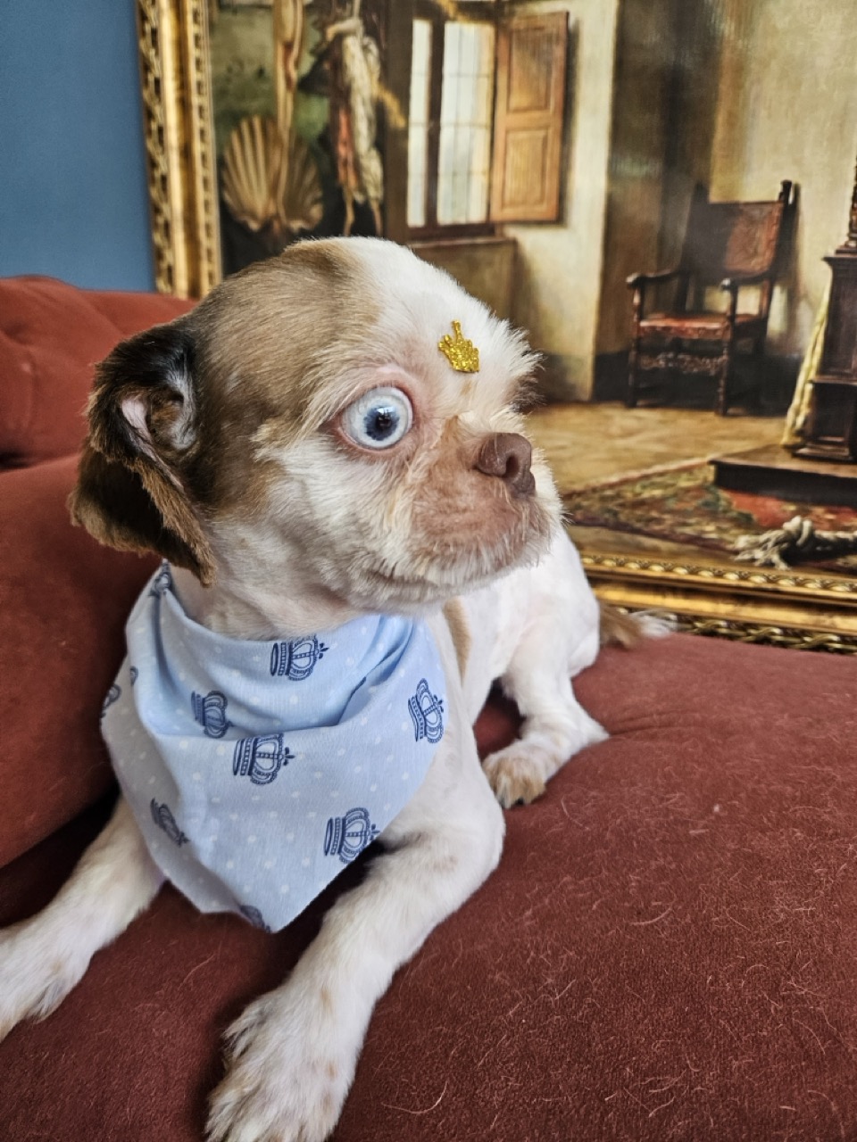Tosa Tosa Total em Maylon, Shih Tzu, feita na Realeza Pets