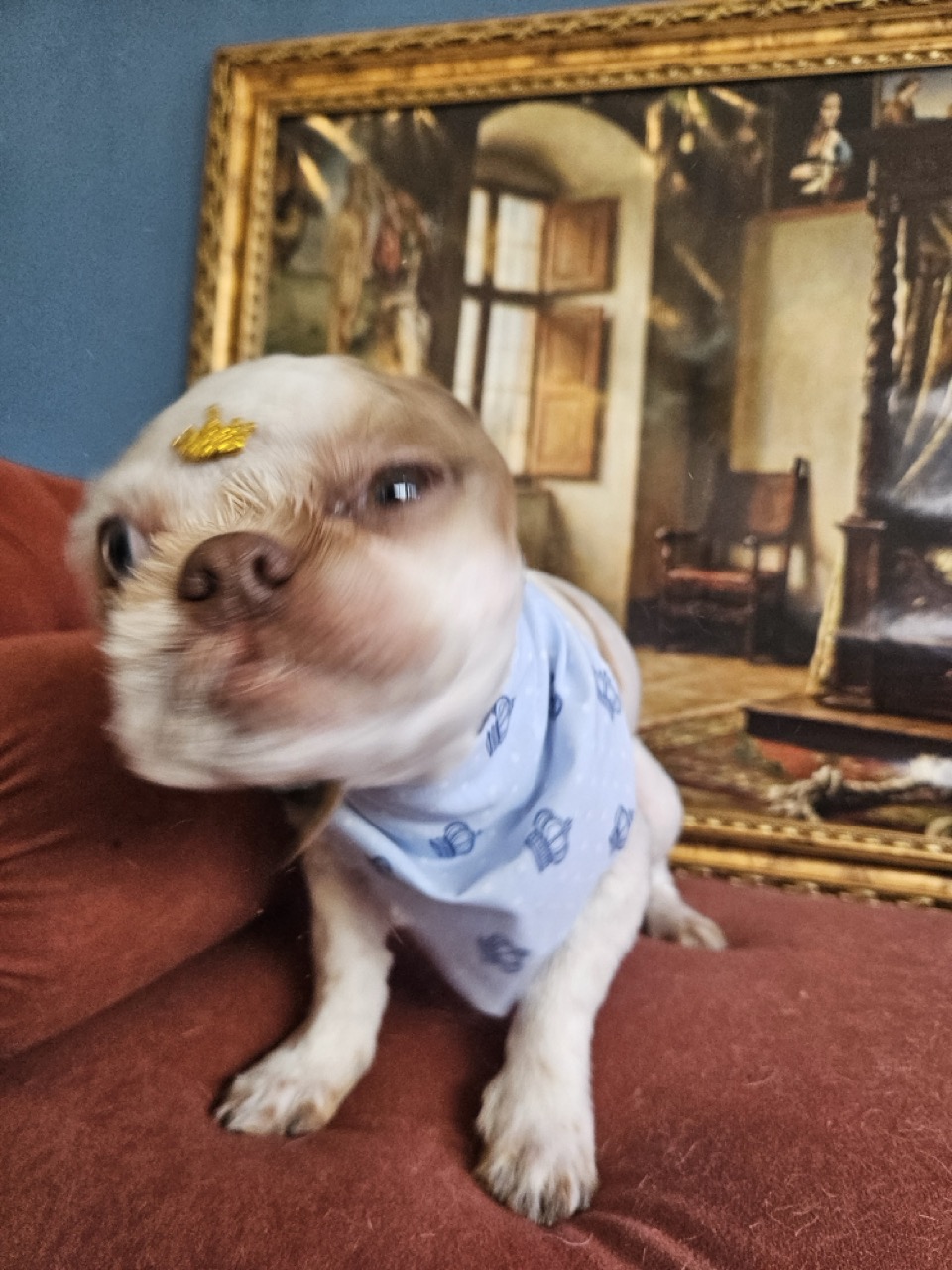 Tosa Tosa Total em Maylon, Shih Tzu, feita na Realeza Pets