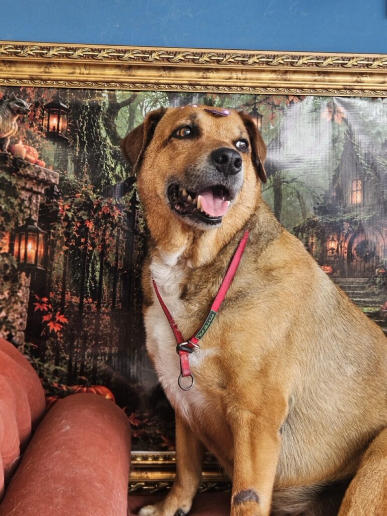 Dinda na Realeza Pets, foto 40
