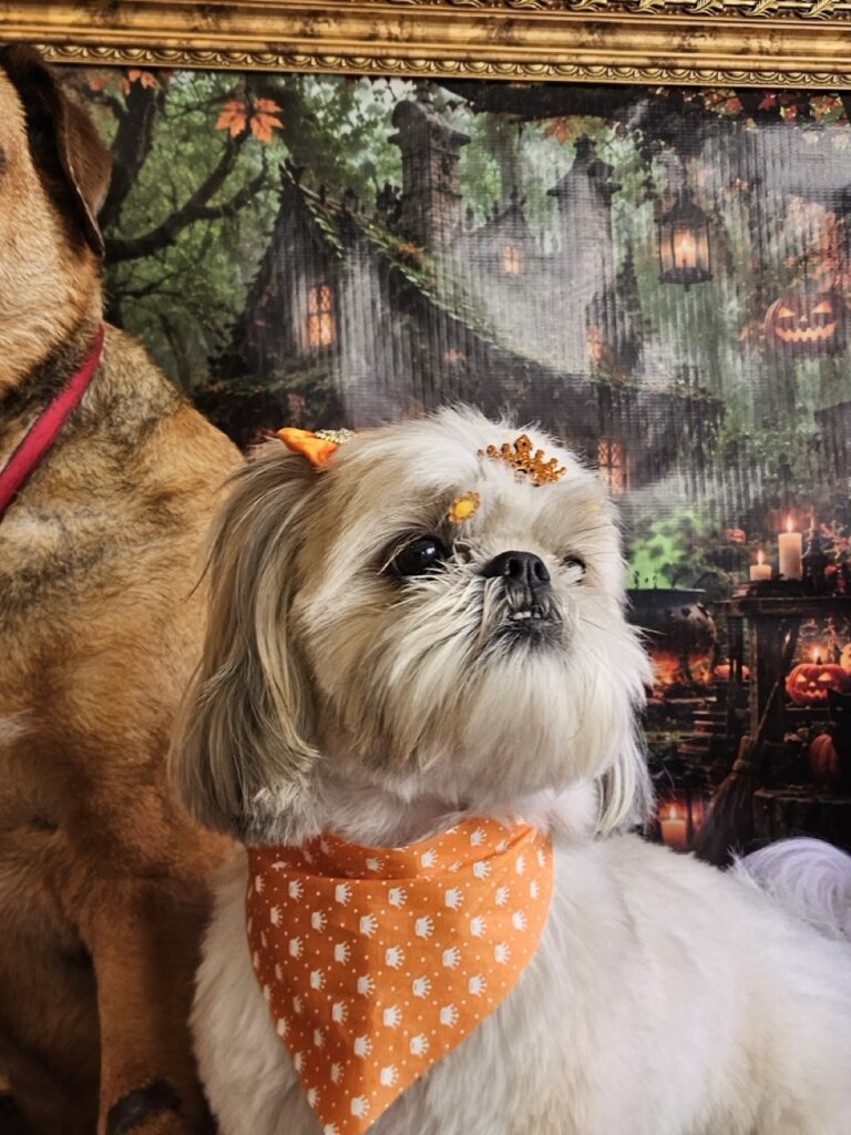 Brisa na Realeza Pets, foto 46