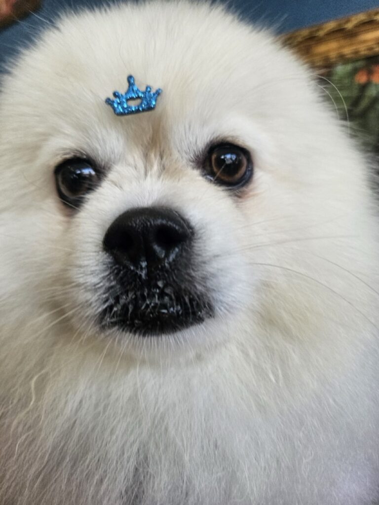 Fred na Realeza Pets, foto 44
