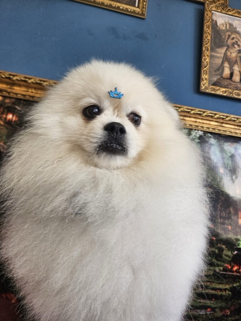 Fred na Realeza Pets, foto 45