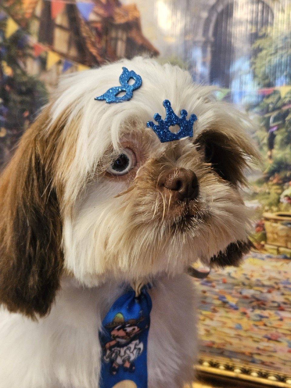 Tosa Tosa Bebê em Maylon, Shih Tzu, feita na Realeza Pets