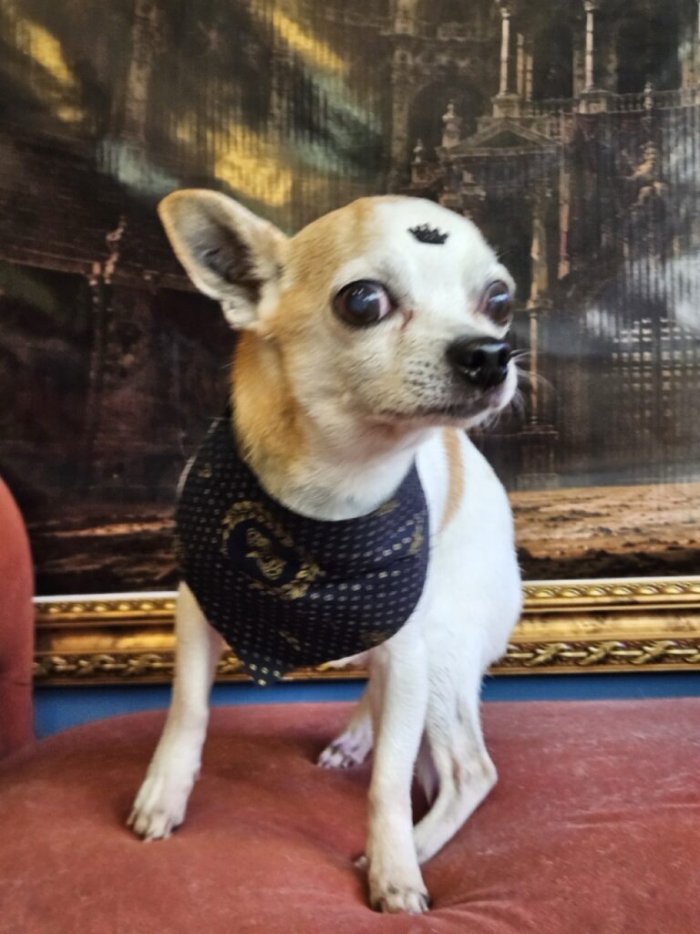 Sami, Chihuahua atendido na Realeza Pets
