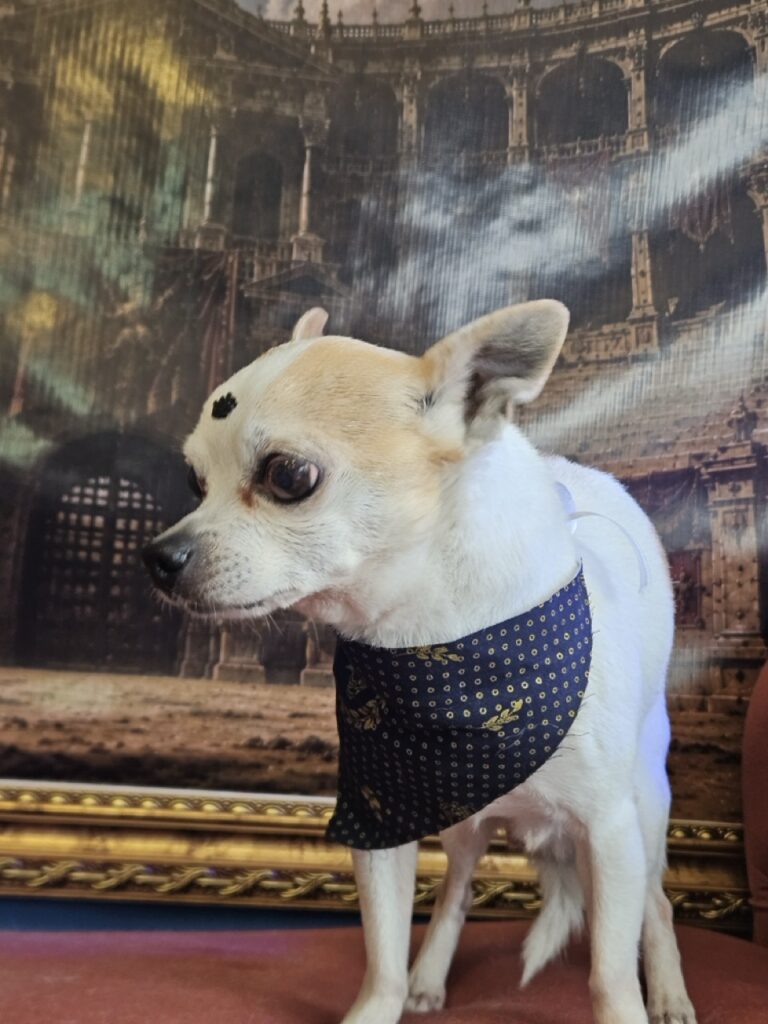 Sami na Realeza Pets, foto 6