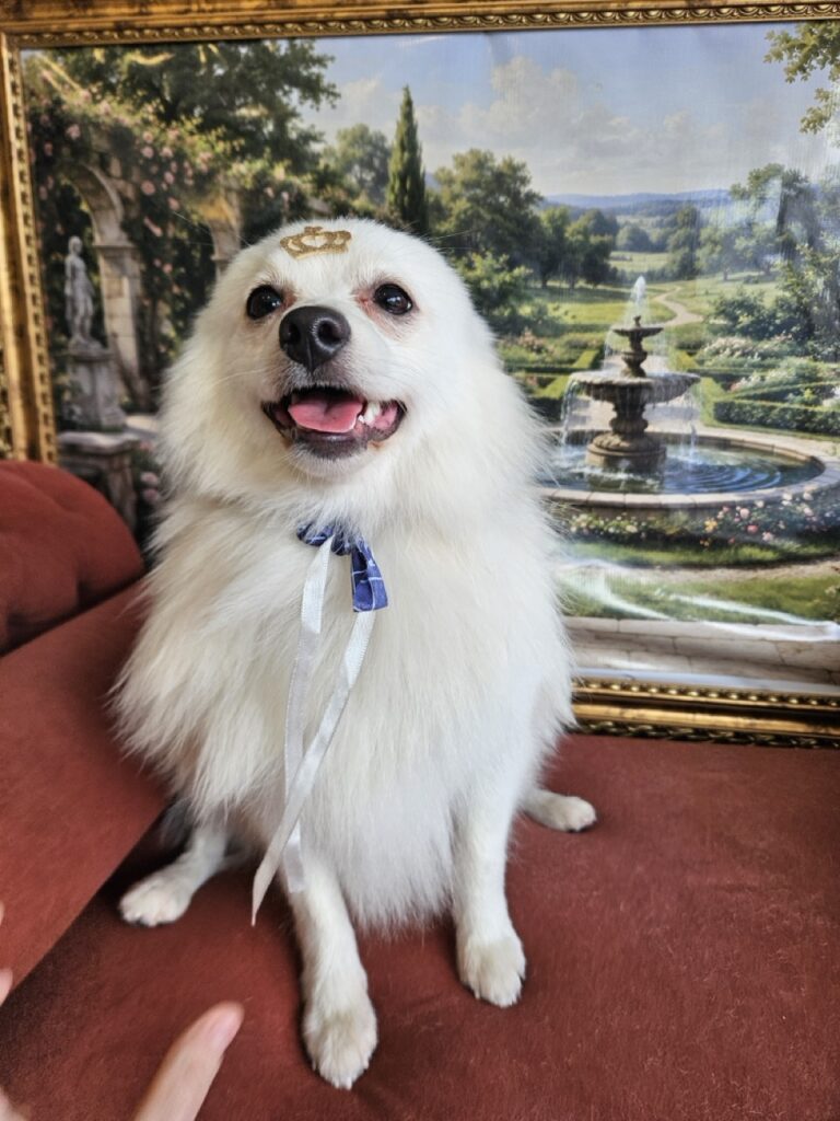 Dior na Realeza Pets, foto 8