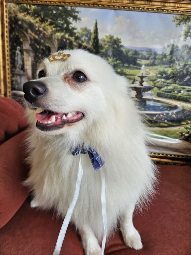 Dior na Realeza Pets, foto 9