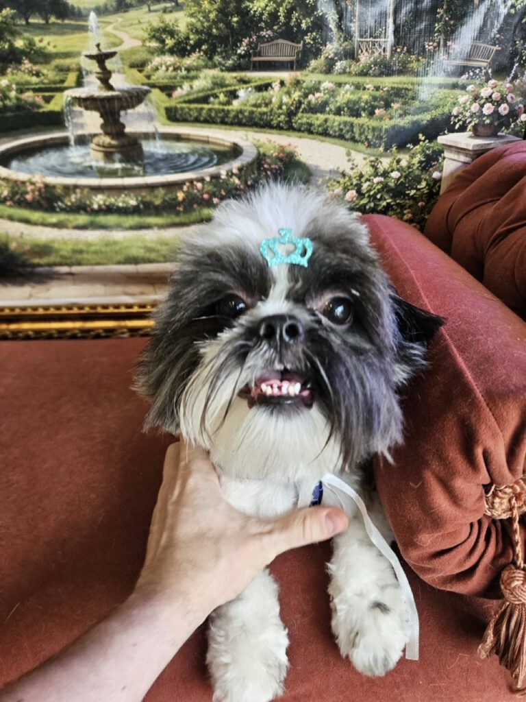 Teo na Realeza Pets, foto 10