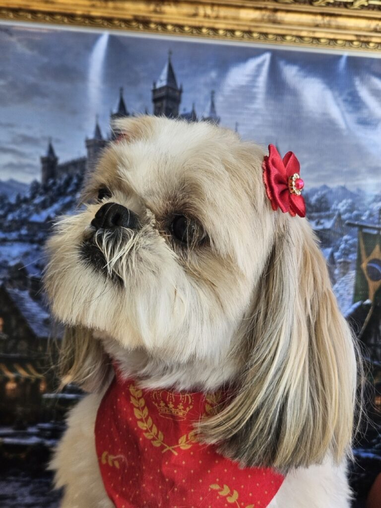 Brisa na Realeza Pets, foto 32