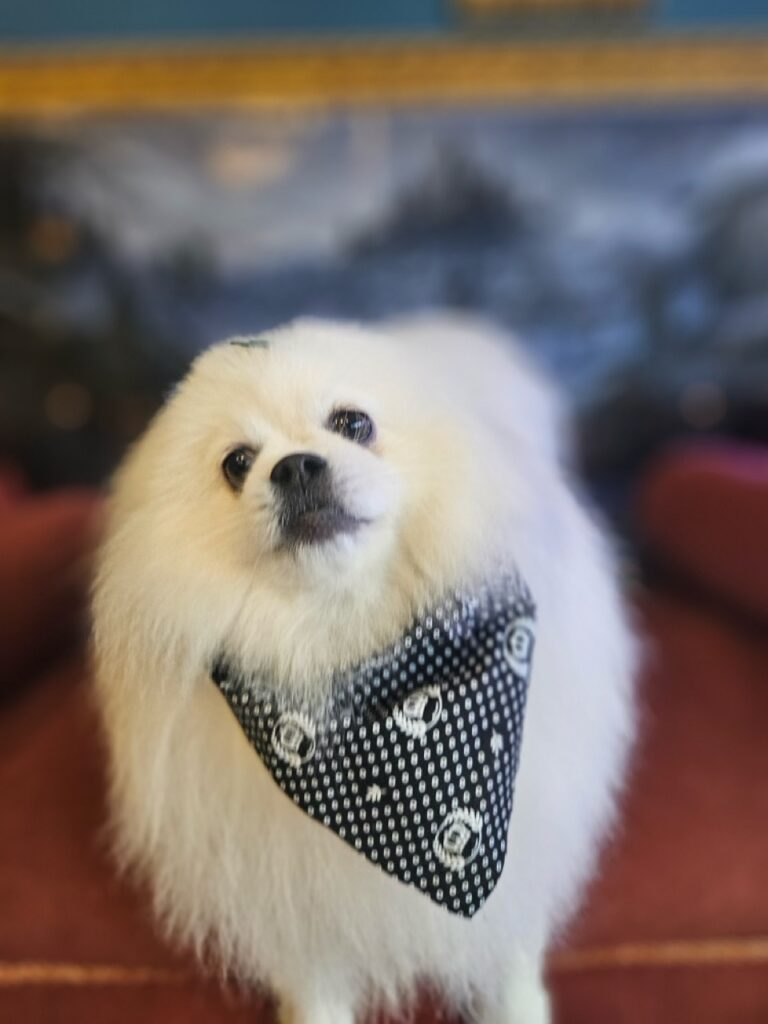 Fred na Realeza Pets, foto 20