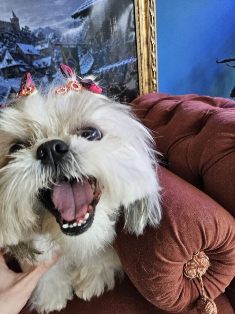 Brisa na Realeza Pets, foto 28