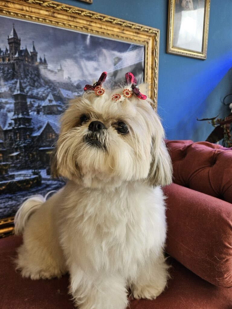 Brisa na Realeza Pets, foto 29