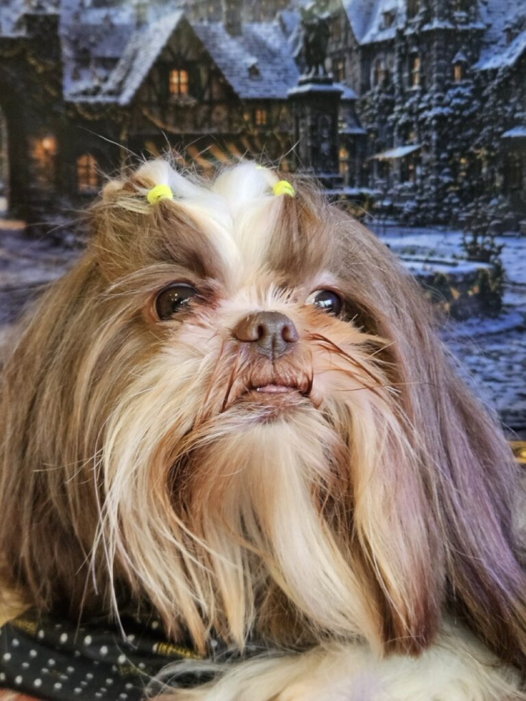 Leia na Realeza Pets, foto 15