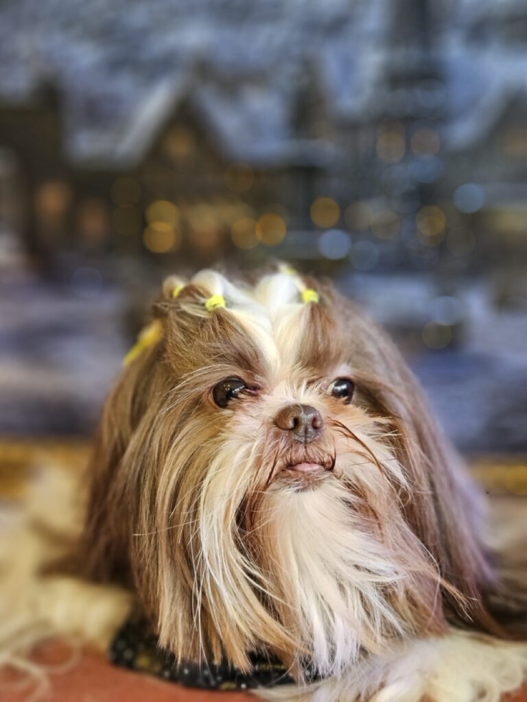 Leia na Realeza Pets, foto 16